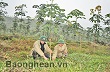 Công ty CPĐTPT Cao su Nghệ An: Năm 2014 trồng mới 1.900 ha cao su
